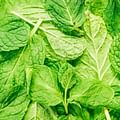 mint leaves