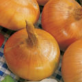 yellow onion