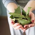 bay leaves