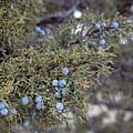 juniper berries