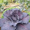 red cabbage