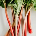 fresh rhubarb