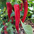 cayenne pepper