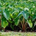 Taro roots