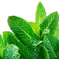 mint leaves