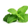 mint leaves
