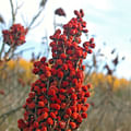 sumac spice