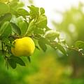 quince fruit