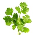 fresh coriander