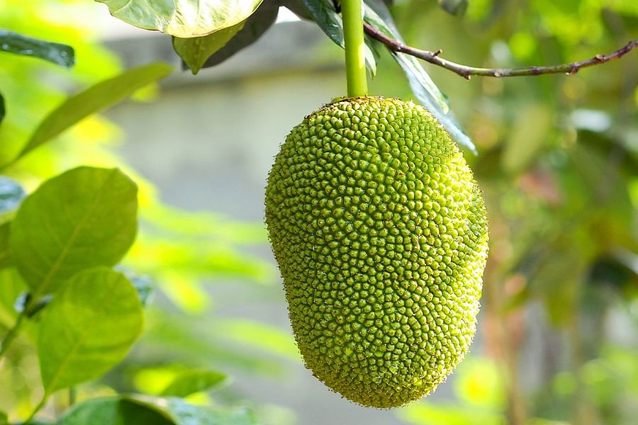 Jackfruit Sorbet