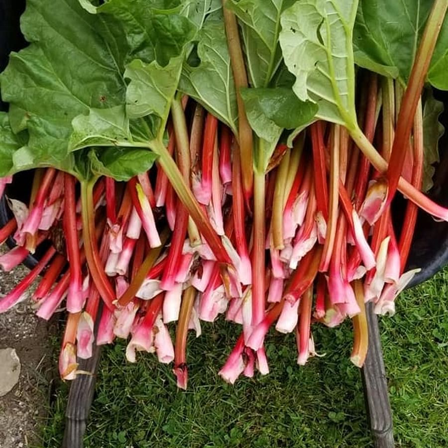 Fresh rhubarb stalks growing in a lush field
