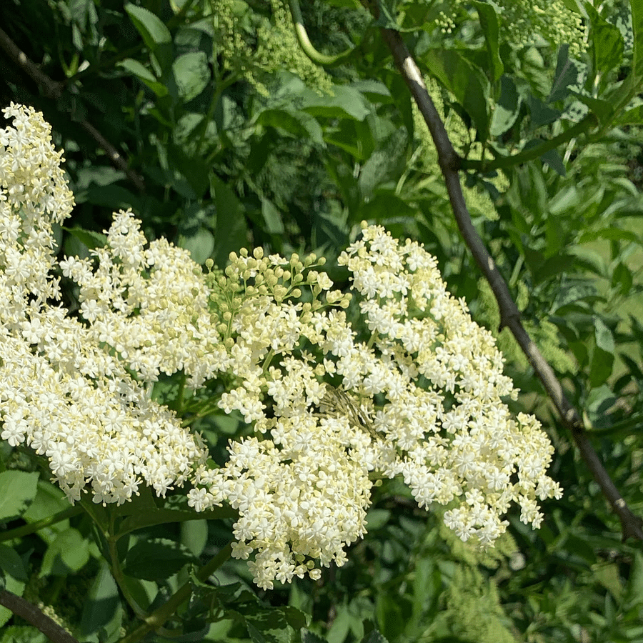 Breathtaking view of blooming elderflower in a field