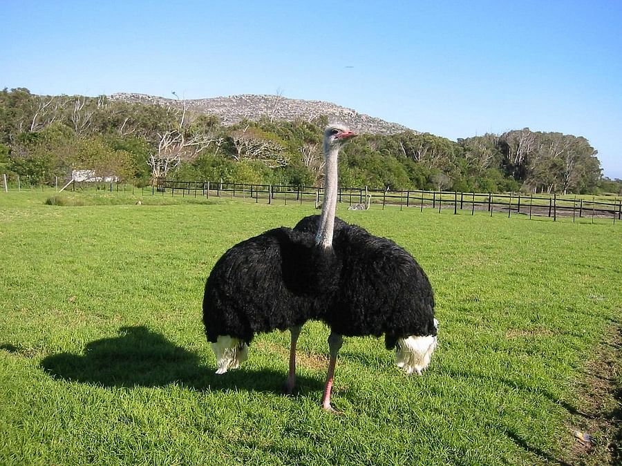 Ostrich roaming freely in a farm