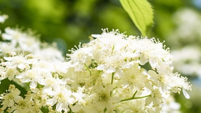 Flavors of the Wild: Discovering What Elderflower Truly Tastes Like