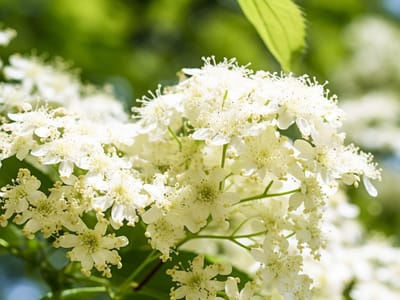 Flavors of the Wild: Discovering What Elderflower Truly Tastes Like