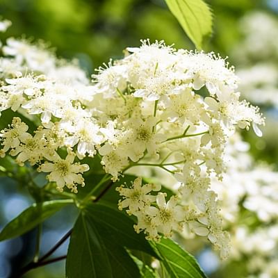 Flavors of the Wild: Discovering What Elderflower Truly Tastes Like