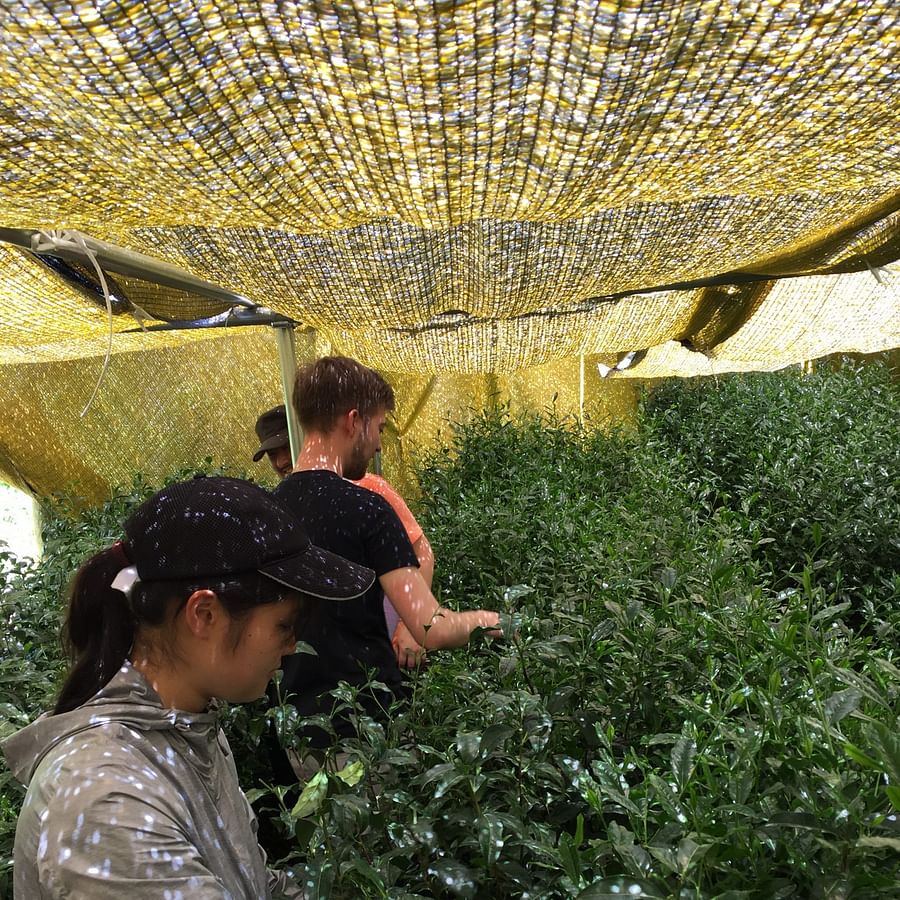 Japanese tea farmers tending to lush matcha plants