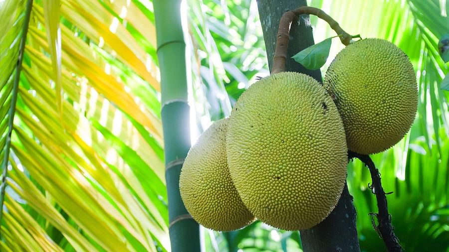 Ripe jackfruit hanging from a tree in a tropical environment